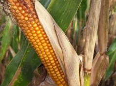 Najpierw cel, potem odmiana