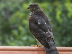 Rzadki gość przyleciał do Warszawy i zginął. Tej śmierci dało się uniknąć