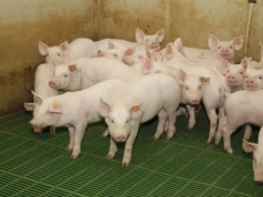 Hodujesz świnie? To kradnie przyrosty na każdej fermie