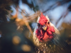 Podpalacz z Pabianic uśmiercił 40 kur. Grozi mu 5 lat więzienia