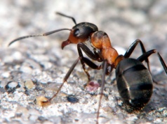 Bezpieczeństwo mieszkańców kontra... mrówki