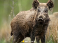 Ognisko ASF w Łódzkiem. Trwa poszukiwanie martwych zwierząt