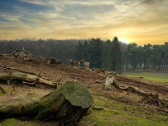 EUDR opóźnione o rok: UE uzgadnia nowe terminy i uproszczenia