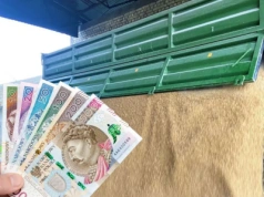 Pszenica droższa nawet o 40 zł. Gdzie skupy płacą najwięcej?
