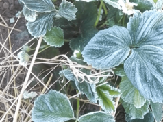 Nadzwyczajne wsparcie dla sadowników poszkodowanych przymrozkami - do piątku wpłynęło już 8,5 tys. wniosków