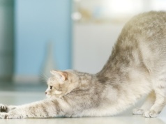 Dlaczego kot przeciąga się na twój widok? Oto co komunikuje