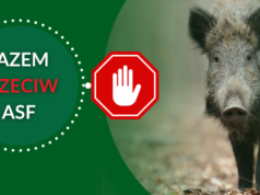 Kolejne martwe dziki zakażone wirusem ASF w powiecie piotrkowskim