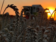 Większość zbóż podrożała na światowych rynkach