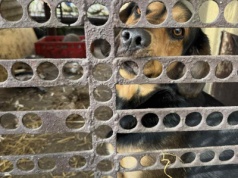 Pies zamknięty w brudnym kojcu. Interwencja na posesji sołtysa