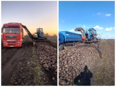 Załadunek buraków – Ropa, Grimme? Nie, złom i MTZ – tak to się robi na wschodzie