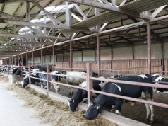 Dobrostan zwierząt: idea słuszna, praktyka pełna absurdów? Komentarz WIR