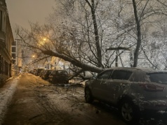 Drzewo runęło - radny pyta o bezpieczeństwo