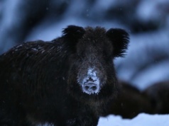 Złe wieści z powiatu piotrkowskiego. Są kolejne dziki z ASF