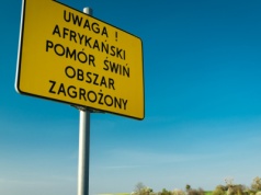 Warmińsko-mazurskie: ASF u dzików w kolejnych powiatach