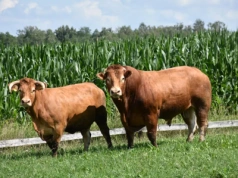 Czy w 2026 roku będą dopłaty do buhaja? ARiMR odpowiada