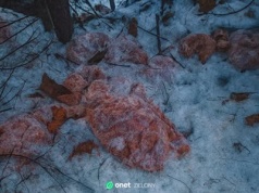 Ktoś wyrzucił 130 kg mięsa do potoku. Leśnicy mówią o 