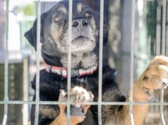 Prawo a zdrowy rozsądek. Wylanie psa z kąpielą