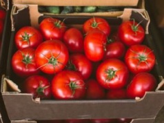 Wysłali pomidory do Polski. Zarobili 1,4 mld zł. Oto skąd pochodzą