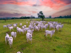 W Brazylii antybiotyki dla bydła kupuje się jak cukierki