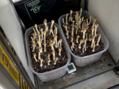 Zatrzymano mężczyznę z 6 kg narkotyków. Sukces policji