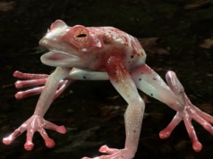 Ta żaba w Baldur's Gate 3 to pułapka. Gracze tracą wszystko