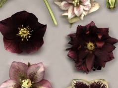 Modne kwiaty na Boże Narodzenie. Popularny czekoladowy ciemiernik