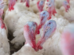 Rzekomy pomór drobiu 2025. Nowe ognisko w Wielkopolsce