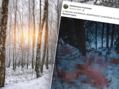 Upiorne znalezisko w małopolskim lesie. Zaskakujący zwrot akcji