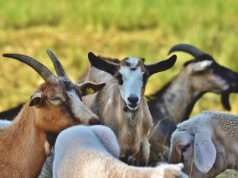 W Grecji zlikwidowano ponad 400 000 owiec i kóz z powodu niebezpiecznej choroby