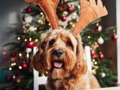 Orange przygotował się na święta. Mikołaj w tym roku szybciej przyniesie prezenty