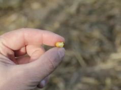 Kukurydza znów do zbioru w śniegu? Mokre pola opóźniają zbiory