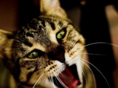 Jedna z największych tajemnic kotów odkryta. Do tych osób miauczą częściej