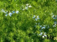 Nie wiesz, co wysiać jesienią? Ten gatunek jest prostszy niż nagietki i efektowniejszy niż maki!