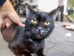 Ptasia grypa atakuje już psy i koty. Wirus niebezpiecznie ewoluuje!