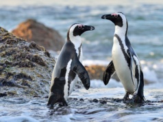 Zginęło już ponad 60 tys. pingwinów. Masowe wymieranie nie jest przypadkowe. Trzeba je ratować