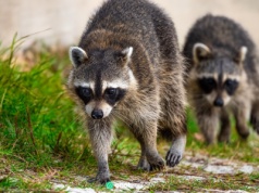 Nowy pasożyt rozprzestrzenia się w Polsce. To gatunek inwazyjny