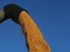 10.12.2025 Ceny skupu zbóż, kukurydzy, oleistych i strączkowych: stawki za mokrą kukurydzę od 400 zł/t