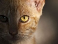 Najnowsze badania DNA burzą dotychczasową wiedzę o historii kotów domowych