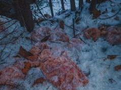 Odrażające odkrycie w polskim lesie. Zrzucił 130 kg ze skarpy do potoku