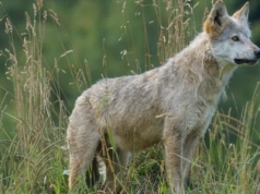 Wilki w Polsce: Czy ich liczba wymknęła się spod kontroli?