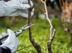 Zimowe cięcie? Ten błąd kosztuje cię na wiosnę. Wiele osób żałuje