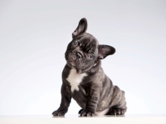 Kto kogo udomowił? Z badań wynika, że pies działa jak probiotyk dla mózgu