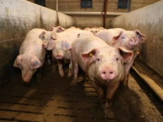 Ceny świń spadły nawet o 30 gr. Sprawdź, ile zakłady płacą za tuczniki