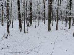 TARP z MIRANDY maskuje na Północy Europy