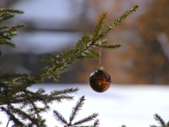 Piknik świąteczny w Bronowicach. Mieszkańcy posadzą drzewko i ozdobią choinkę