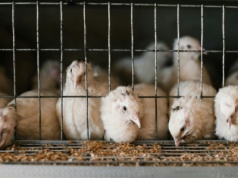 Karma nie wraca. Jak hodowla przemysłowa marnuje żywność