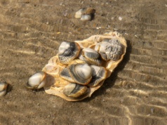 Narkotyki ze ścieków zagrażają morskim małżom