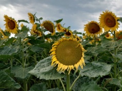 Słonecznik w Polsce daje powody do optymizmu. Wynik badań COBORU