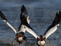 Przedziwna kaczka znaleziona na końcu świata. Odsłoniła mało znaną prawdę