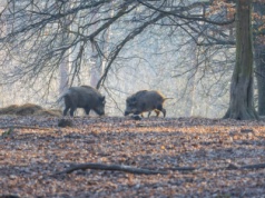 ASF w Hiszpanii: Katalonia chce zmniejszyć populację dzików o połowę